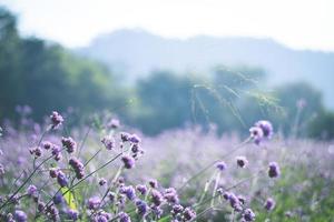 violet verbena field. flower background photo