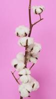 Natural Cotton flowers. white cotton balls flower branches and pink background. photo