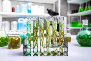 green alga laboratory research, alternative biofuel energy technology, biotechnology concept photo