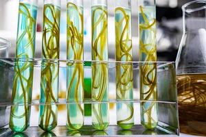 investigación de laboratorio de algas verdes, tecnología alternativa de energía de biocombustibles, concepto de biotecnología foto