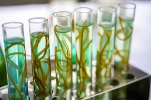 green alga laboratory research, alternative biofuel energy technology, biotechnology concept photo