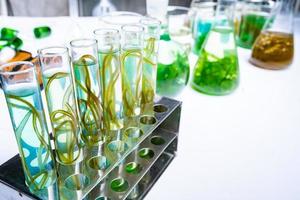 investigación de laboratorio de algas verdes, tecnología alternativa de energía de biocombustibles, concepto de biotecnología foto