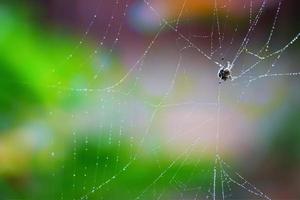 blurred abstract cobweb or spiderweb natural with rain drop pattern green garden photo