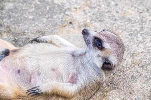 Cute meerkat suricata lie on ground relax time. Close-up Animal in nature wildlife. photo