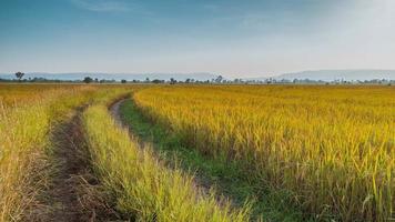 Panorama of beautiful rice field of the curve. Rice fields in green and yellow growing in countryside Thailand. photo