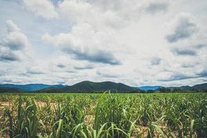 Panorama scene of agriculture farm.  Farming Business. Sugar farm field with mountain on background. Rainy cloud over field. Small sugar cane farm with mountain photo