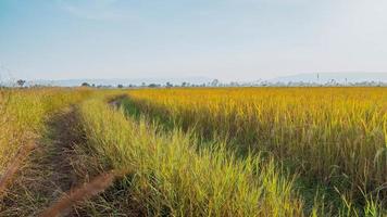 Panorama of beautiful rice field of the curve. Rice fields in green and yellow growing in countryside Thailand. photo