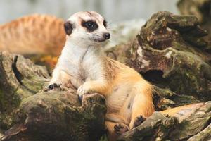 Cute meerkat suricata looking with curiousness on tree. Close-up Animal in nature wildlife. photo