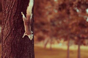 Squirrel cute adorable small animal going down by a tree in park. Wildlife Animals picture. Vintage tone photo