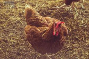 Indoor domestic chicken animal farm agriculture, chicken feeding, broiler chicken feeding with organic food.