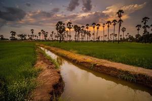 Vibrant Landscape under scenic colorful sky at sunset over rice field and sugar palm trees. Rice fields and palm trees at sunset in Pathum Thani, Thailand photo
