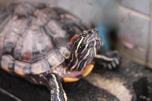 Red Eared Slider Close-up. Side view pet turtle red-eared slider photo