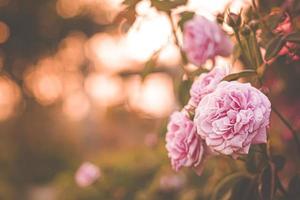 rosa rosa en el jardín, luz brillante del atardecer, fondo floral. enfoque selectivo.