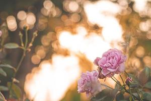 rosa rosa en el jardín, luz brillante del atardecer, fondo floral. enfoque selectivo.