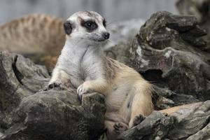 Close up cute relax meerkat suricatta that small animal lying or sit on log timber wood over blur nature background. photo