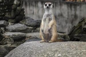 Cute meerkat suricatta that small animal its standing to alert look in forward on a small timber that put on stone rock with blur nature background. photo