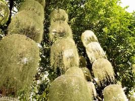 Hanging nature plants decorate for a tropical garden in temperate climates