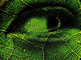 Leaf vein on human's eye