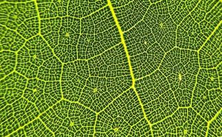 The green leaf vein photo