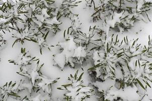 Garden ornamental shrubs under white snow. Studio Photo