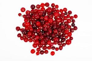 Bunch of ripe red wild cranberries. Studio Photo