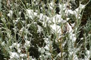 Garden ornamental shrubs under white snow. Studio Photo