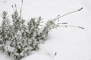 Garden ornamental shrubs under white snow. Studio Photo