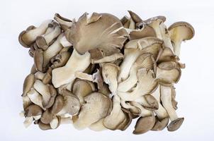 manojo de setas de ostra grises cultivadas frescas sobre fondo blanco. foto de estudio