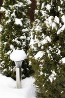 Garden ornamental shrubs under white snow. Studio Photo