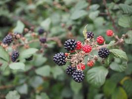 Blackberry plant fruits photo