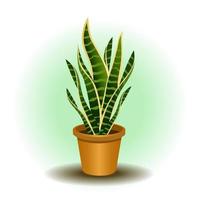 Vector potted snake plant isolated on white background