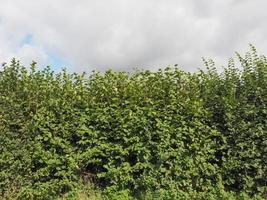 Hazel tree hedgerow photo