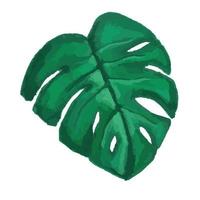 vector hoja tropical, monstera. ilustración acuarela de una planta exótica