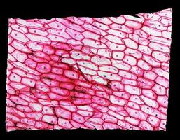 micrografía de epidermus de cebolla foto
