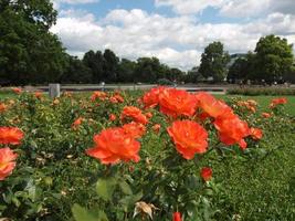 Gardens in Stuttgart Germany photo