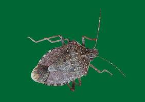 brown marmorated stink bug insect animal photo