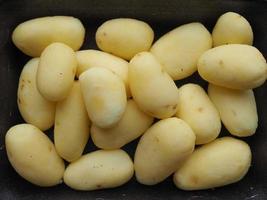 Potato vegetables in a tub photo