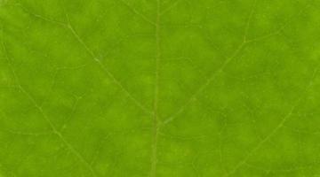 Green leaf texture photo