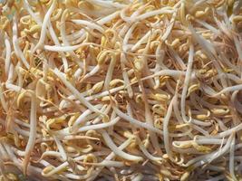 Mung bean sprouts vegetables photo