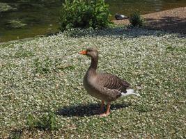Duck bird by the pond photo