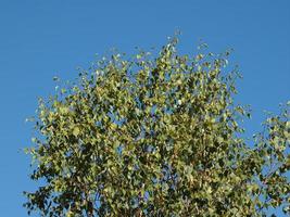 poplar Populus tree over blue sky photo