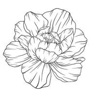 Peony Outline Isolated, Line Art Peonies, Floral Line art, Botanical Line drawing vector