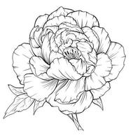 Peony Outline Isolated, Line Art Peonies, Floral Line art, Botanical Line drawing vector