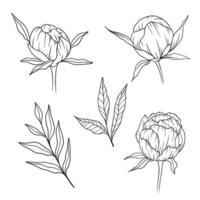 contorno de peonía aislado, peonías de arte lineal, arte lineal floral, dibujo lineal botánico vector