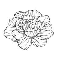 Peony Outline Isolated, Line Art Peonies, Floral Line art, Botanical Line drawing vector