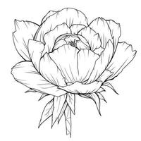 Peony Outline Isolated, Line Art Peonies, Floral Line art, Botanical Line drawing vector