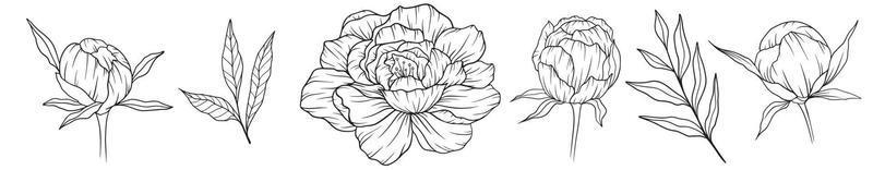 Peony Outline Isolated, Line Art Peonies, Floral Line art, Botanical Line drawing vector