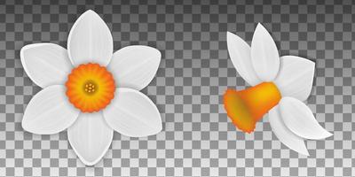 isolated narcissus flowers illustration vector