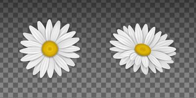 spring flowers. isolated daisy illustration vector