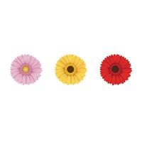 set of isolated gerbera flowers vector